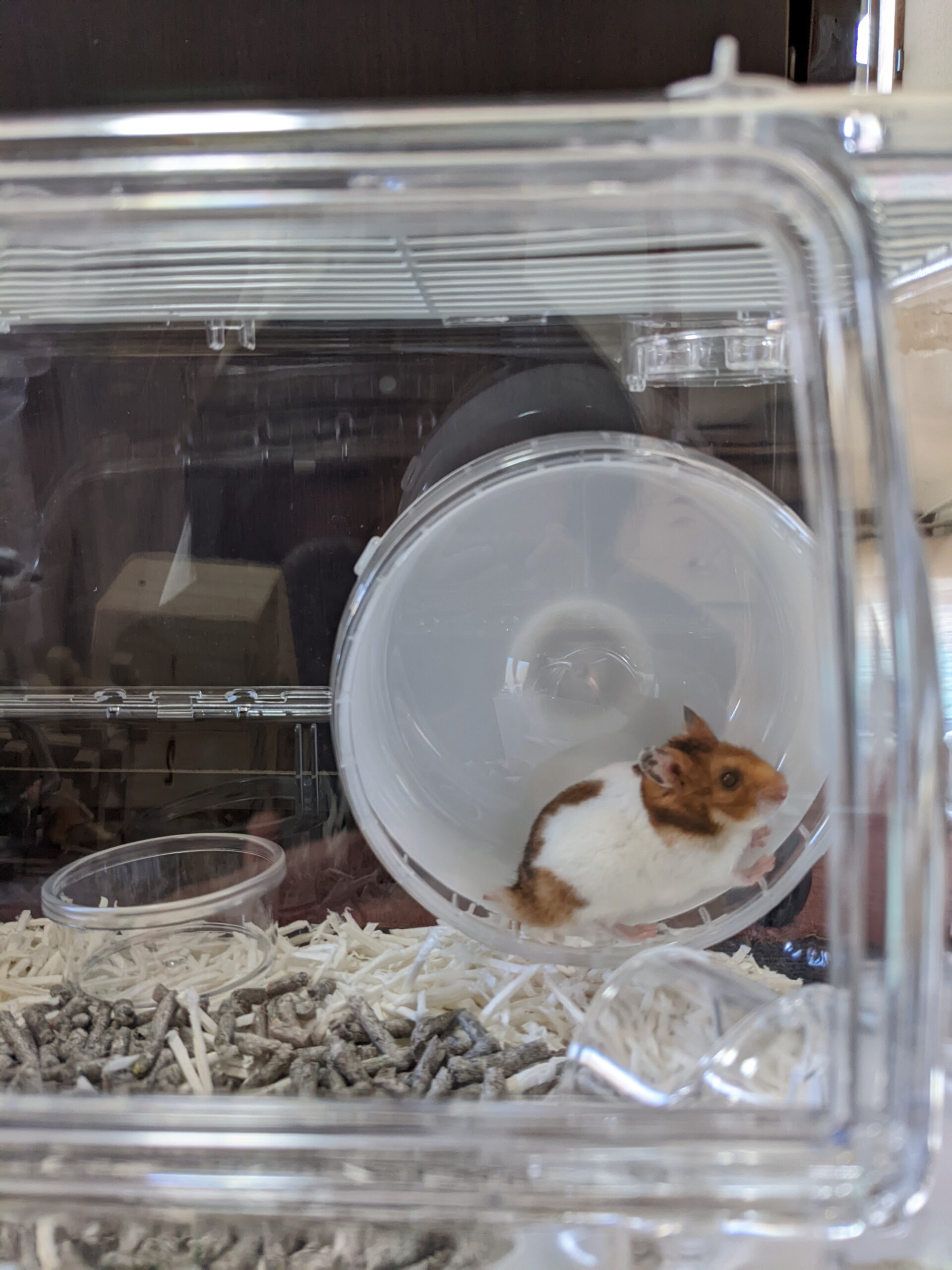 ゴールデンハムスターを飼い始めました スクラムちゃんの部屋